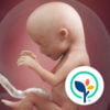 BabyCenter App: Descargar y revisar