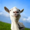 Goat Simulator App: Descargar y revisar